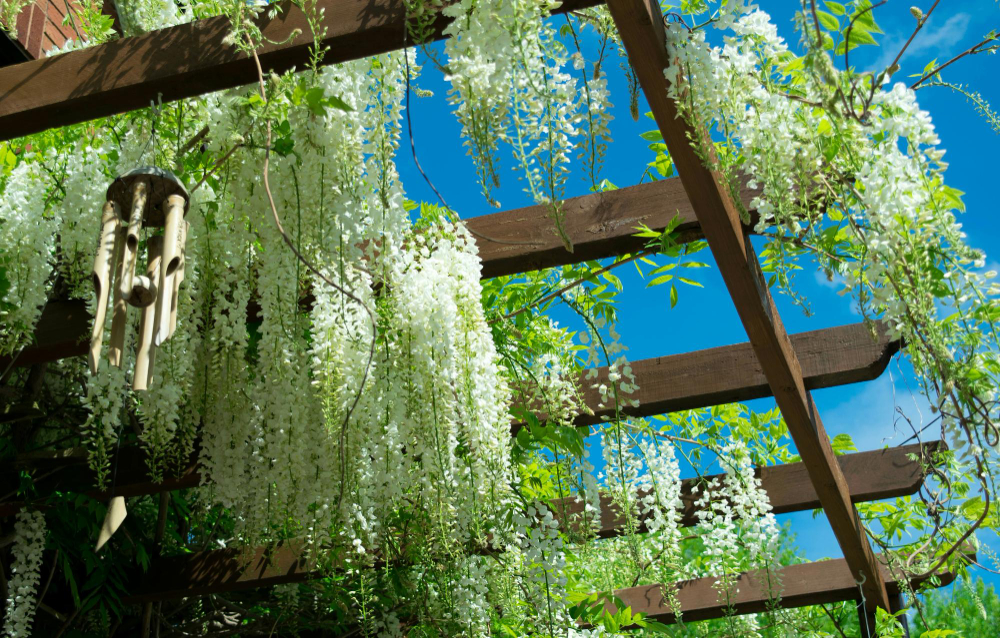 Pergola z roślinami potrafi odmienić zwykłe podwórko w przestrzeń, która koi zmysły. To konstrukcja, która nadaje ogrodowi charakter, zapewnia cień i tworzy atmosferę sprzyjającą odpoczynkowi. Liczy się nie tylko wybór roślin, lecz także sposób ich prowadzenia oraz to, jak pergola wpisuje się w otoczenie. Dobrze przemyślana aranżacja pozwala połączyć estetykę z funkcjonalnością, a przy tym tworzy miejsce, do którego chce się wracać. Pergola z pnączami wieloletnimi jak osiągnąć naturalną elegancję Wieloletnie pnącza to rośliny, które z roku na rok coraz mocniej obrastają pergolę. Tworzą efekt dynamicznej zieleni, która żyje własnym rytmem. Warto wybierać gatunki, które szybko rosną i łatwo się formują, ponieważ dzięki temu pergola nabiera wyrazistego charakteru. Bluszcz, winobluszcz lub glicynia sprawdzą się świetnie, jeśli zależy Ci na spektakularnym efekcie i delikatnym zacienieniu. Regularna pielęgnacja sprawia, że rośliny rosną równomiernie, tworząc harmonijną kompozycję. Pergola z roślinami kwitnącymi jak stworzyć ogród pełen zapachu i kolorów Jeśli marzy Ci się ogród, który nie tylko wygląda pięknie, lecz także pachnie latem o każdej porze dnia, rośliny kwitnące okażą się idealne. Róże pnące, powojniki czy groszek pachnący sprawiają, że pergola staje się barwną bramą do pozostałej części ogrodu. Wystarczy odpowiednio zaplanować ich rozmieszczenie, aby kwiaty tworzyły naturalny tunel prowadzący w głąb zielonej przestrzeni. Zmieniające się kolory i zapachy nadają aranżacji wyjątkową głębię. Strefa relaksu pod pergolą jak zaplanować przytulny zakątek Pergola z roślinami tworzy idealne warunki do odpoczynku, zwłaszcza gdy stanie się częścią większej strefy relaksu. Wygodne siedziska, subtelne oświetlenie i naturalne tekstylia sprawiają, że miejsce pod pergolą nabiera ciepła. Pnącza filtrują światło i tworzą miękkie, przyjemne cienie, które sprzyjają czytaniu oraz spokojnym rozmowom. Połączenie zieleni z funkcjonalnym wyposażeniem pozwala stworzyć przestrzeń, która działa jak prywatne spa na świeżym powietrzu. Nowoczesne inspiracje na pergole z roślinami jak połączyć minimalizm z naturą Współczesne aranżacje coraz częściej łączą surowe konstrukcje z miękkością roślin. Metalowe pergole pięknie kontrastują z bujną zielenią, dodając ogrodowi nieco artystycznego charakteru. Czyste linie i proste formy otwierają przestrzeń na światło, a rośliny wprowadzają do niej ruch i przyjemną nieregularność. Warto pamiętać, że rośliny dobrane do stylu ogrodu wzmacniają spójność całej kompozycji, niezależnie od tego, czy wybierzesz stylistykę minimalistyczną czy bardziej dekoracyjną. Pergola jako naturalna osłona jak zadbać o prywatność w ogrodzie Większość osób marzy o miejscu, które pozwala odciąć się od zgiełku i ciekawskich spojrzeń. Pergola obsadzona roślinami tworzy zieloną barierę, która chroni domowników, a jednocześnie pięknie wygląda. Gęsto rosnące pnącza sprzyjają budowaniu intymności, zwłaszcza gdy ich struktura tworzy półprzepuszczalną ścianę światła i cienia. Taka osłona działa jak naturalny filtr, który pozwala cieszyć się ogrodem bez poczucia ekspozycji.